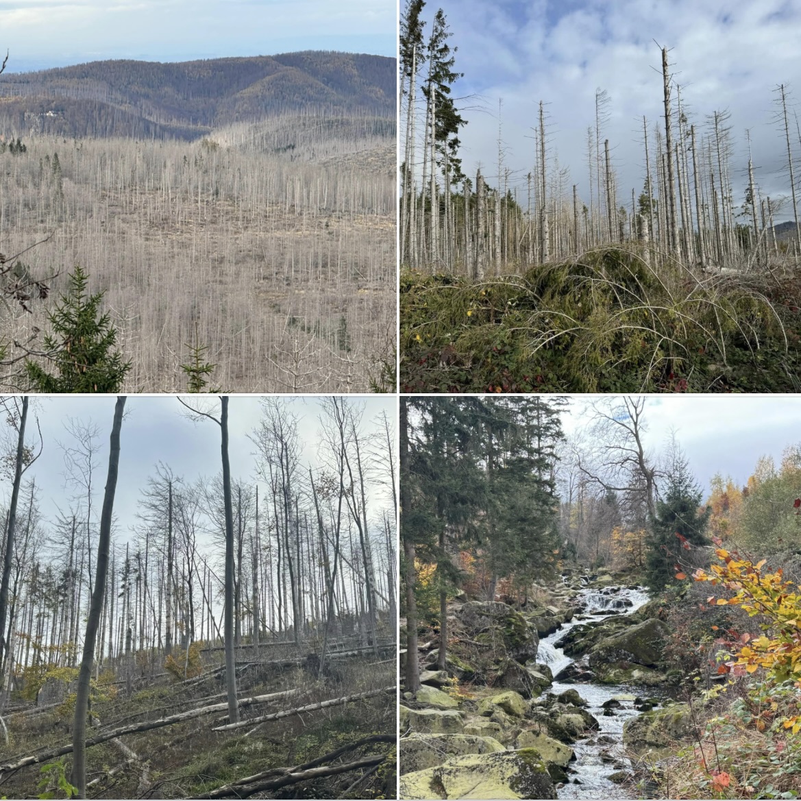 Johannes Funke SPD Brandenburg Wald Waldumbau Holzbau